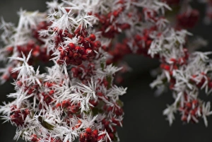 Crystal Prints: Red Berries with Frost