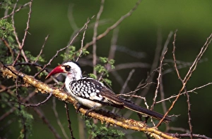 Hornbill Prints: Red-billed Hornbill