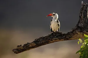 Images Dated 25th August 2008: Red-billed Hornbill, Tockus erythrochynchus, Samburu Game Reserve, Kenya, Africa
