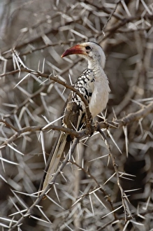 Redbilled Hornbill Prints: Red-billed Hornbill, Tockus erythrochynchus, Samburu Game Reserve, Kenya