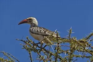 Images Dated 14th July 2005: Red-billed Hornbill, Tockus erythrochynchus, Samburu Game Reserve, Kenya