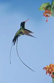 Garden Flower Prints: Red-billed Streamertail, Trochilus polytmus