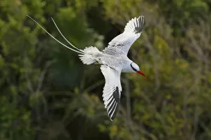 Trinidad Collection: Red-billed Tropicbird