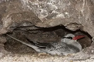 Images Dated 18th September 2008: Red-billed Tropicbird (Phaethon aethereus) Punta Cevallos, Espanola (Hood) Island