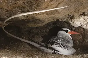 Relaxation Prints: Red-billed Tropicbird (Phaethon aethereus) Punta Cevallos, Espaaa'ola (Hood) Island