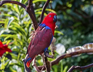 William Perry Prints: Red blue Female Eclectus Parrot close-up Native to Solomon Islands, New Guinea