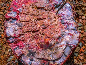 Images Dated 12th August 2021: Red, blue, orange petrified wood, Visitor Center, Petrified Forest National Park, Arizona
