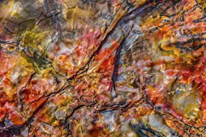 Images Dated 12th August 2021: Red, blue, orange petrified wood, Visitor Center, Petrified Forest National Park, Arizona