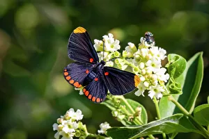Nectaring Prints: Red-bordered pixie butterfly feeding on garden flowers at National Butterfly Center
