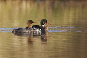 Images Dated 15th June 2014: Red-breasted Merganser Pair