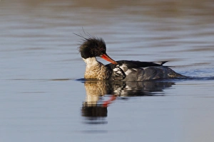 Wetlands Prints: Red-breasted Merganser Preening