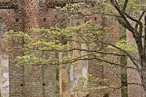 Images Dated 27th March 2007: Red brick ruins of the Church of Prince Williams Parish known as Sheldon