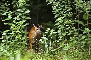 Images Dated 3rd October 2010: Red Brocket Deer (Mazama americana) Atta Lodge Iwokrama Forest Reserve