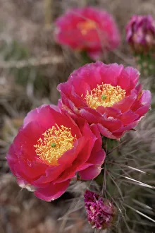 Images Dated 12th January 2024: Red cactus flowers, Utah