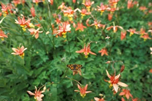 red columbine, Aguilegia formosa, wildflowers and a butterfly, Olympic National Park