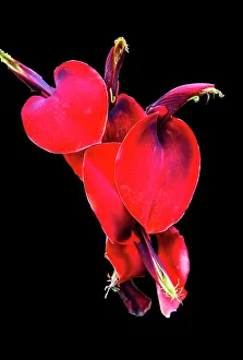 Red Coral Tree, Oahu, Hawaii