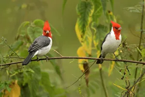 Images Dated 1st June 2004: Red-Crested Cardinal