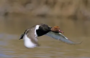 Starting Prints: Red-crested Pochard, Netta rufina, male in flight, Luzern, Switzerland