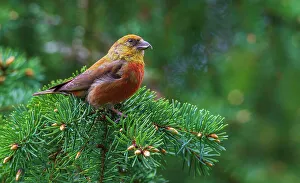 Molting Prints: Red crossbill foraging during migration stop, Washington State, USA