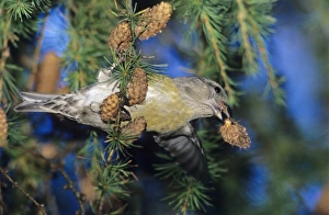 S Eed Prints: Red Crossbill, Loxia curvirostra, female eating on cones of European Larch (Larix decidua)