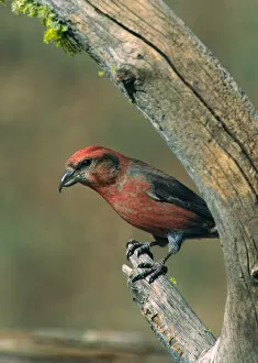 Images Dated 10th March 2006: Red Crossbill (Loxia curvirostra). USA, Oregon