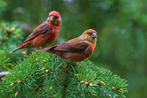 Images Dated 16th January 2023: Red crossbills foraging, Washington State, USA