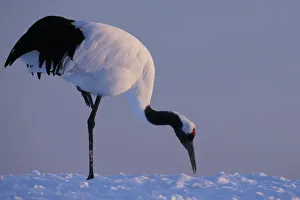 Red-crowned crane, Hokkaido Island, Japan