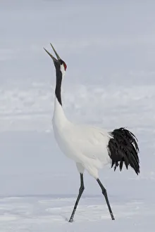 Images Dated 20th February 2016: Red Crowned Crane of northern Island of Hokkaido, Japan