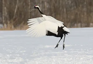Red Crowned Crane of northern Island of Hokkaido, Japan