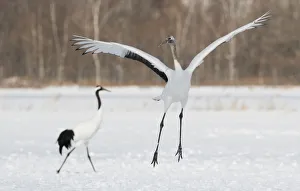 Red Crowned Crane of northern Island of Hokkaido, Japan