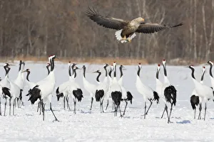 Red Crowned Crane of northern Island of Hokkaido and White-Tailed Eagle flying with fish, Japan