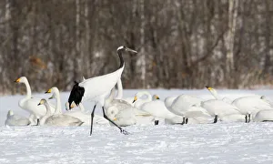 Red Crowned Crane and Whooper Swans on the northern Island of Hokkaido, Japan