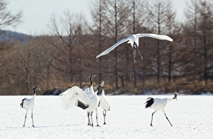 In Flight Prints: Red crowned cranes in Snow Hokkaido Japan