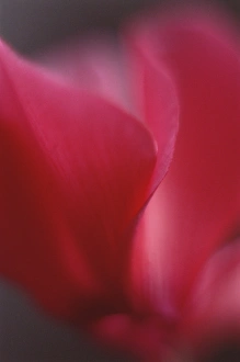 Images Dated 10th April 2015: Red Cyclamen Abstract