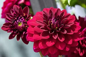 Floral & Botanical Gallery: Red Dahlia