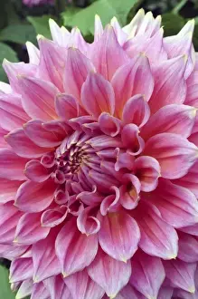 Red dahlia flower Butchart Gardens Victoria British Columbia Canada