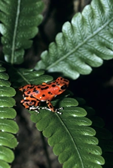 Dart Prints: Red Dart frog Panama