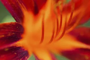 Red daylily