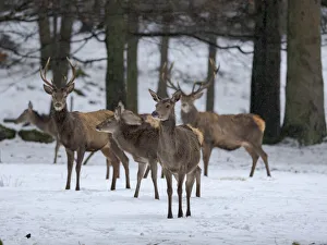 Enclosure Prints: Red deer (Cervus elaphus) during winter. Bavarian Forest National Park. Germany, Bavaria