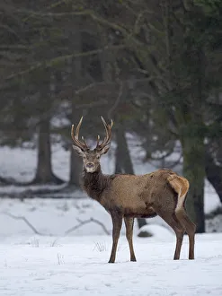 Images Dated 8th June 2020: Red deer (Cervus elaphus) during winter. Bavarian Forest National Park. Germany, Bavaria
