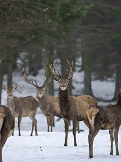 Images Dated 8th June 2020: Red deer (Cervus elaphus) during winter. Bavarian Forest National Park. Germany, Bavaria
