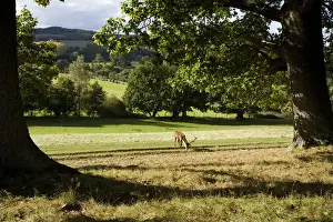 Emblem Prints: Red Deer (Cervus elephas) under oak tree in the British Countryside