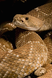 Images Dated 15th June 2004: Red Diamond Rattlesnake, Crotalus ruber, in strike position in a desert scene, SW USA
