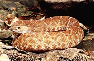 Red Diamond Rattlesnake, Crotalus ruber, Native to Southern California Red Diamond Rattlesnake, Crotalus ruber, Native to Southern California