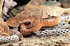 Poisonous Prints: Red Diamond Rattlesnake Crotalus ruber Native to Southern California