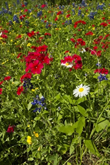Images Dated 22nd March 2012: Red Drummond Phlox (Phlox drummondii) blooming at Goliad State Park, Texas, April