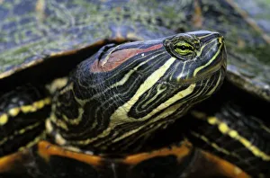 Red-eared Slider, Trachemys scripta elegans, adult, Lake Corpus Christi, Texas, USA