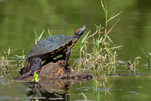 Cameron County Prints: Red-eared slider turtle sunning