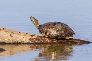 Animal Prints: Red-eared Slider(Trachemys scripta elegans) on log in wetland Marion County, Illinois