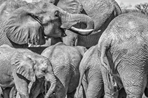 Animal Preserve Prints: Red Elephant family, Tsavo West National Park, Africa